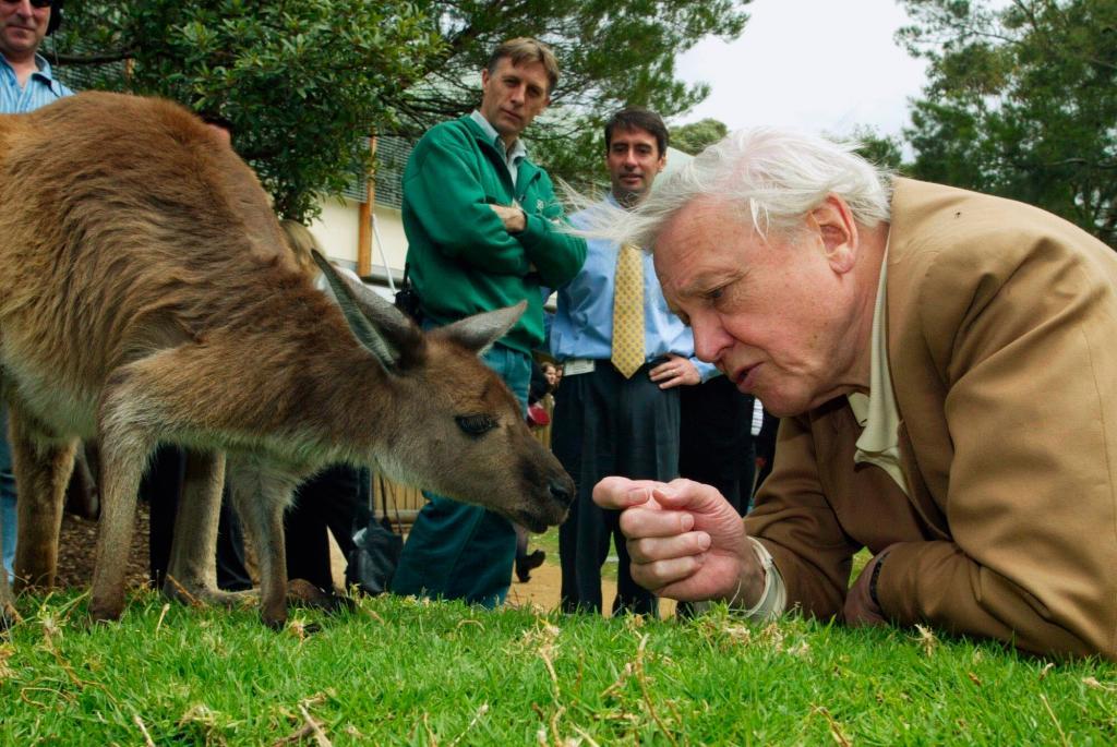 Attenborough con un canguro en S�dney.