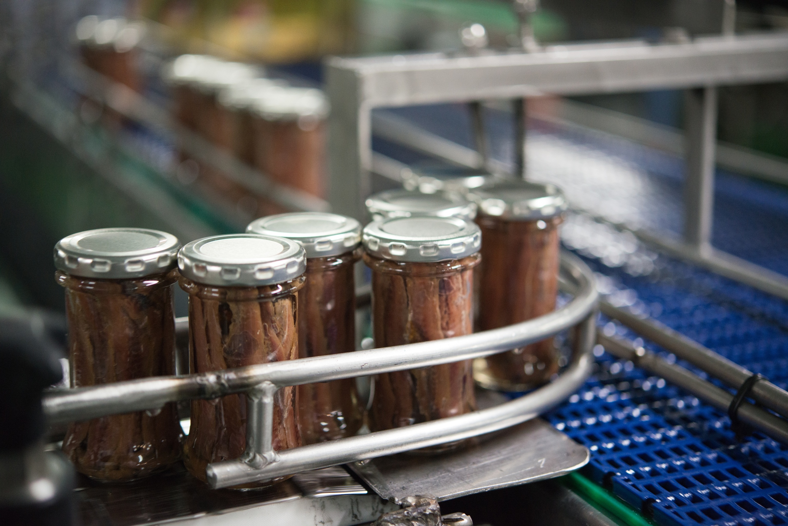 Envasado de las anchoas en la fábrica de Grupo Consorcio.