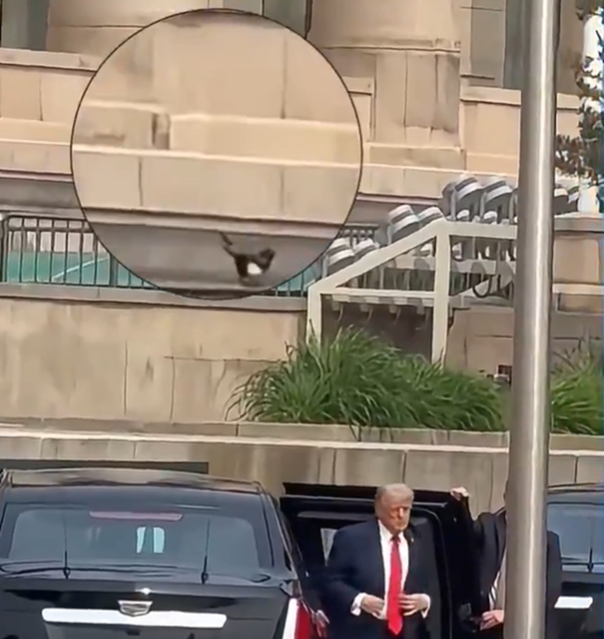 La urraca que llegó junto a Trump.