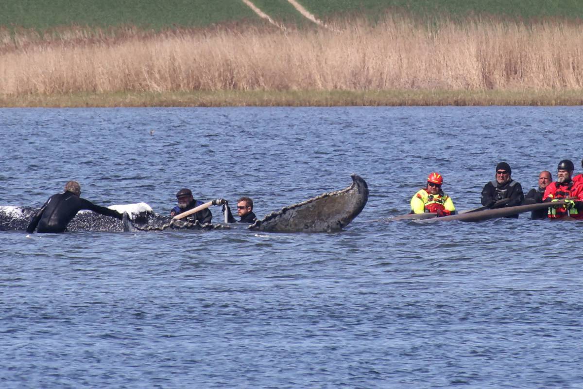 Operarios junto a una ballena jorobada varada en la bahía de Wismarer Bucht, en el mar Báltico