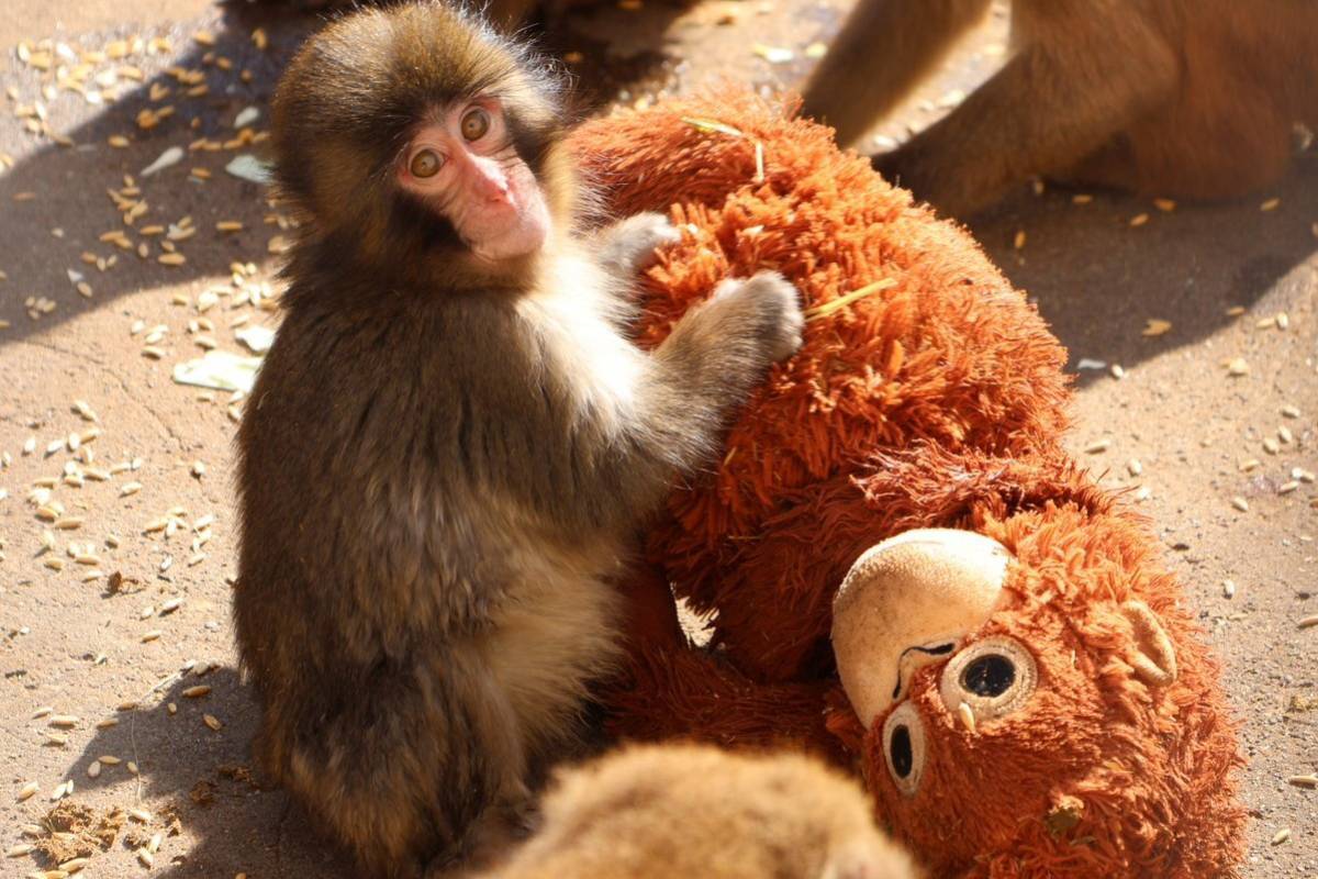 El mono Punch con su peluche.