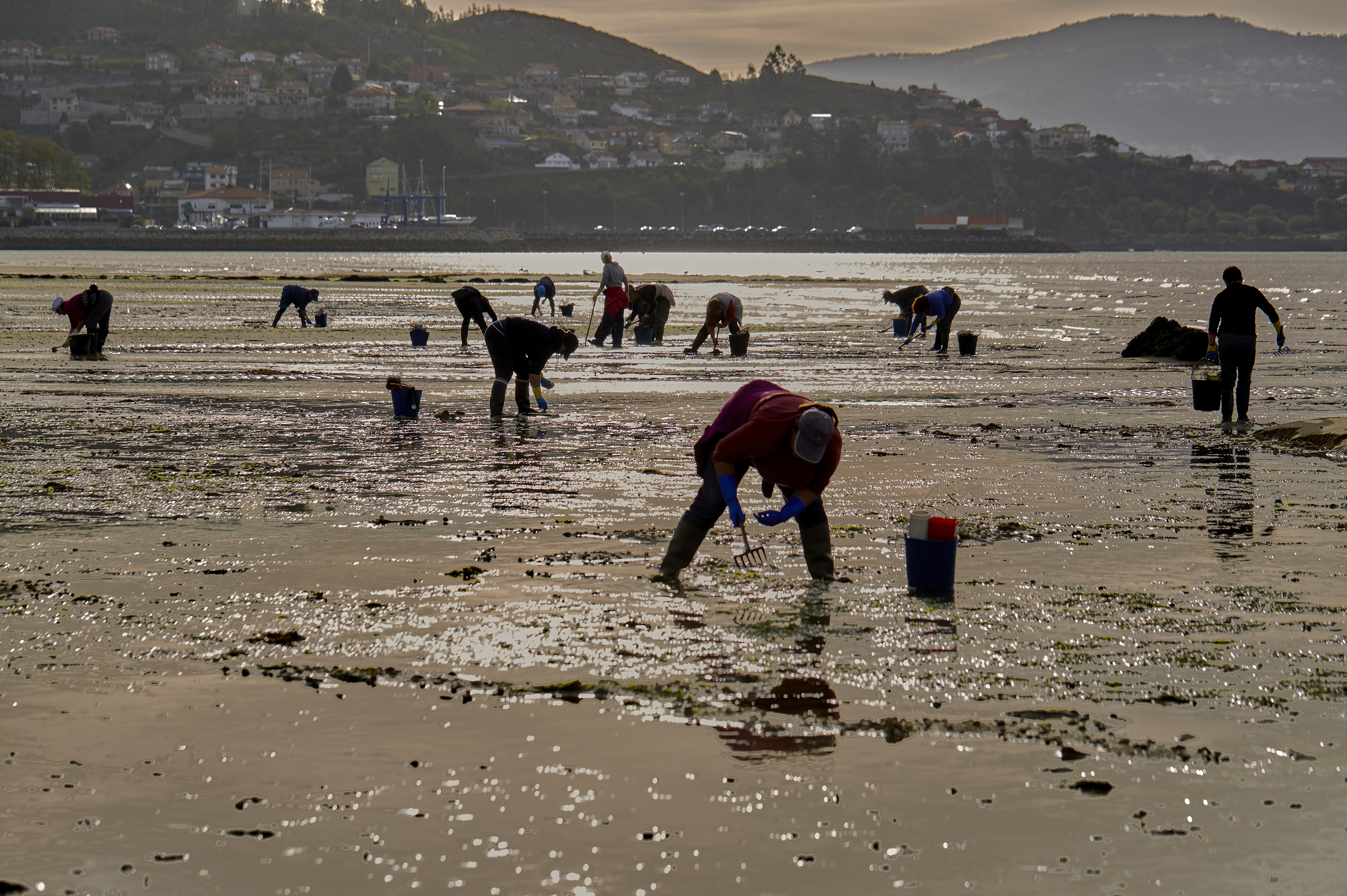 Mariscadoras recogen berberechos y almejas en la r�a de Vigo.