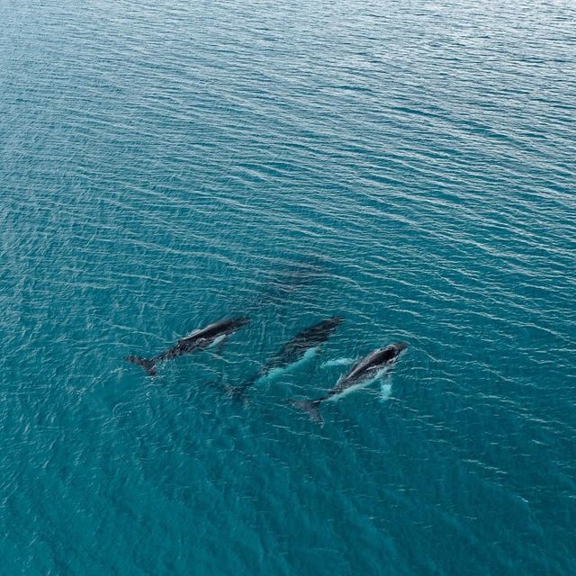 Un grupo de ballenas captadas con un dron