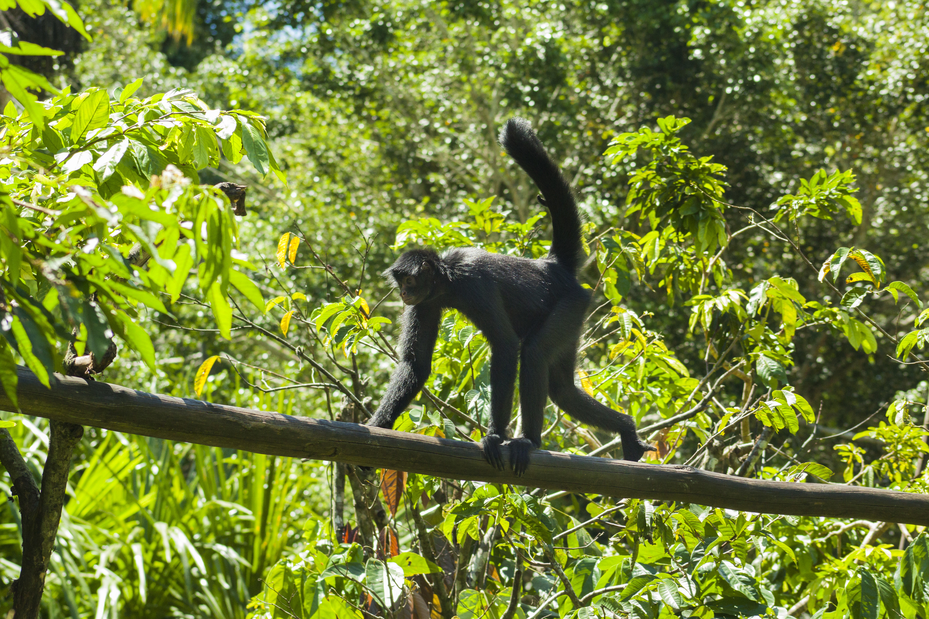 Mono araña: la selva se mueve, salta y observa.