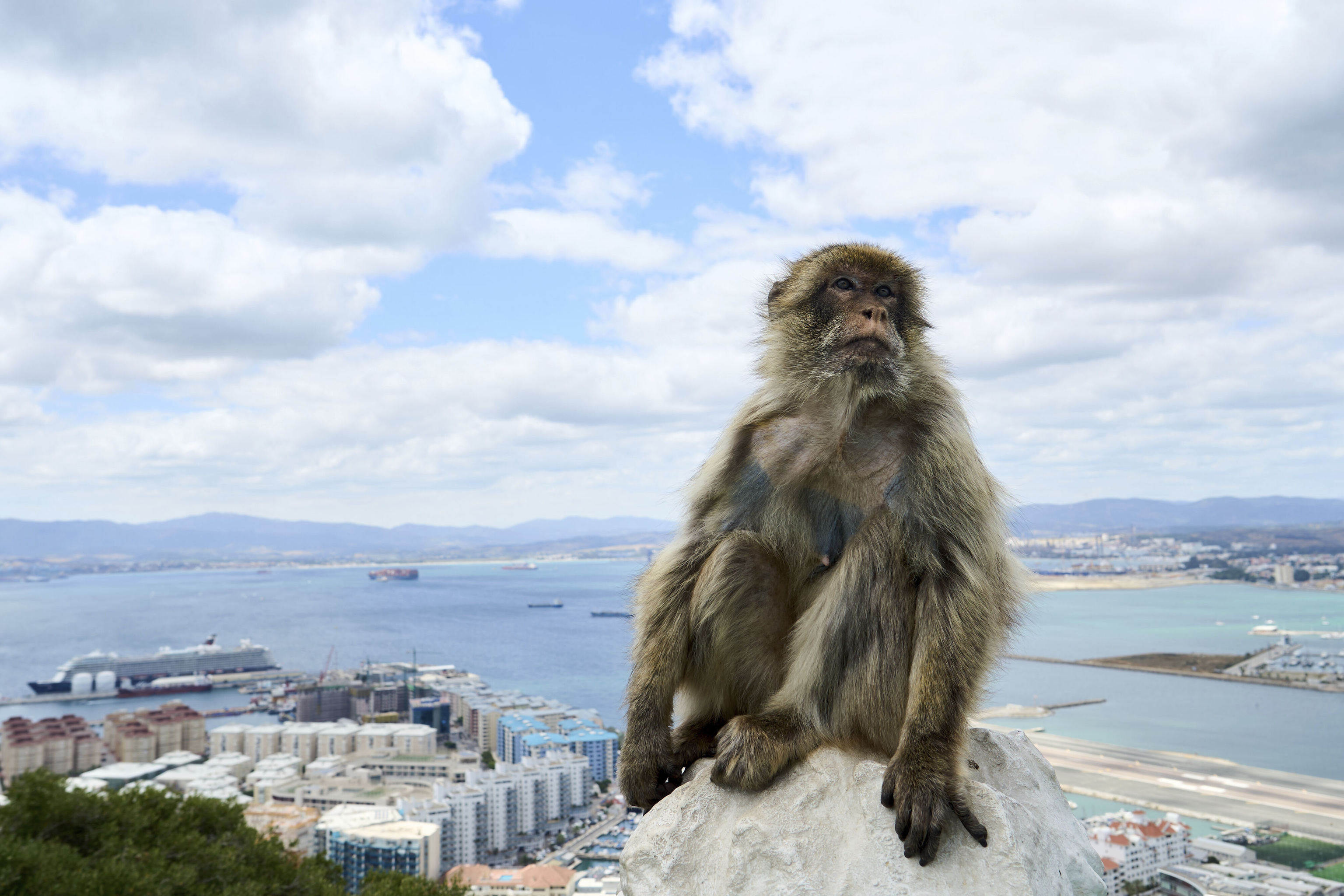 Un macaco de Gibraltar en el Peñón.
