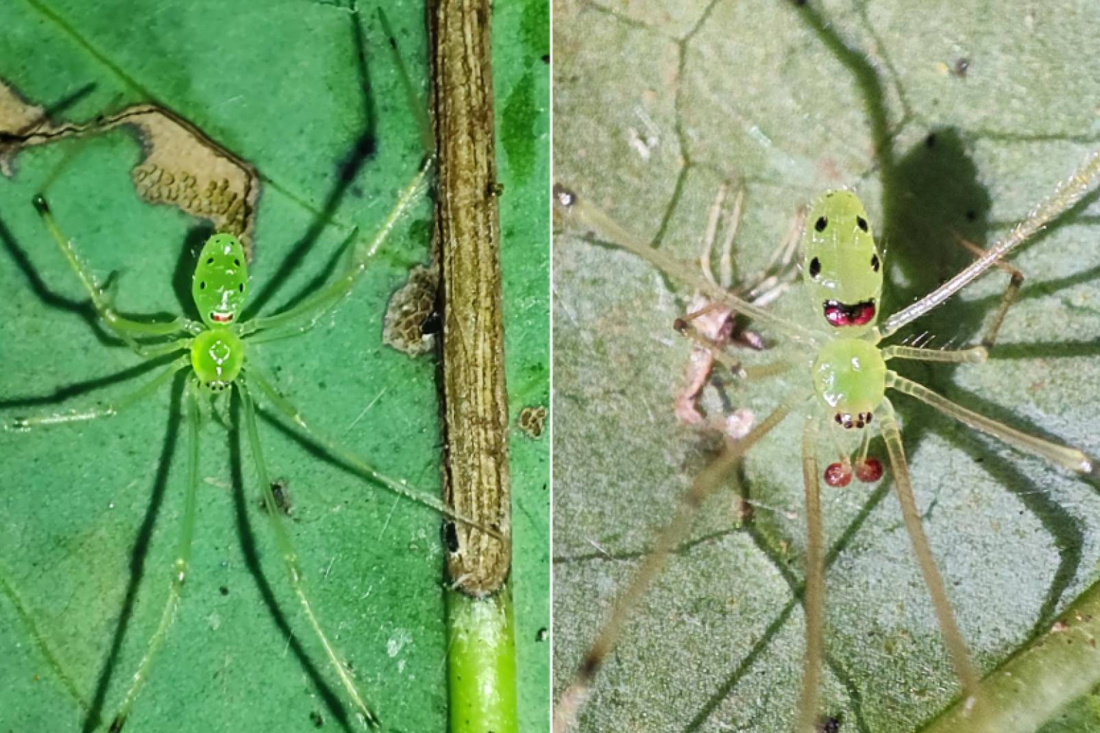 Especímenes de la 'Theridion himalayana'.