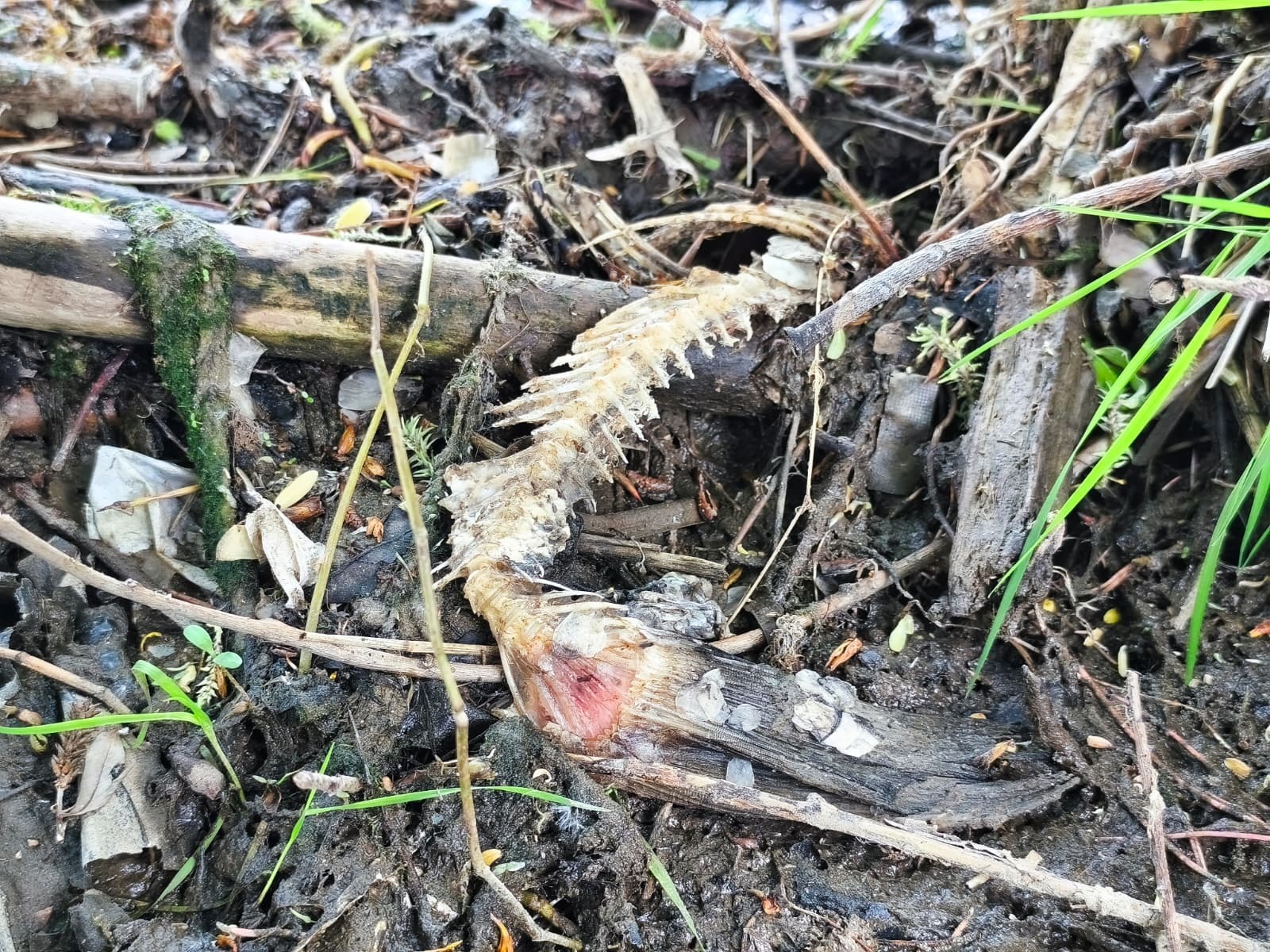 La espina de un pez comido por la nutria.