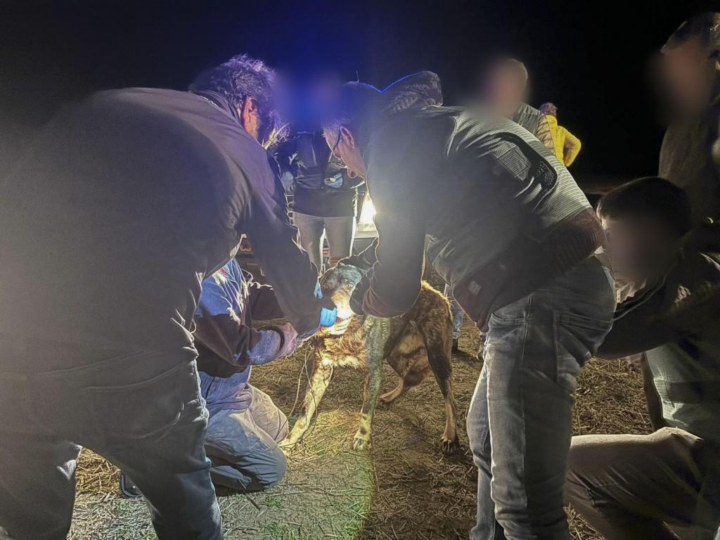 Efectivos de la Guardia Civil tratan de leer el microchip de uno de los perros implicados en el ataque