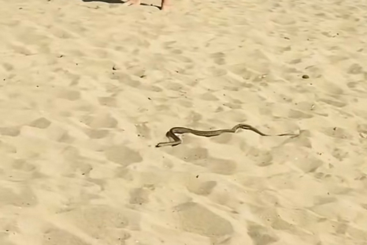 Varios turistas grabaron y difundieron las imágenes de la culebra de herradura.
