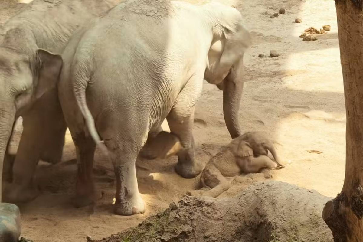 La cría de elefante, tumbada por su incapacidad de ponerse de pie.