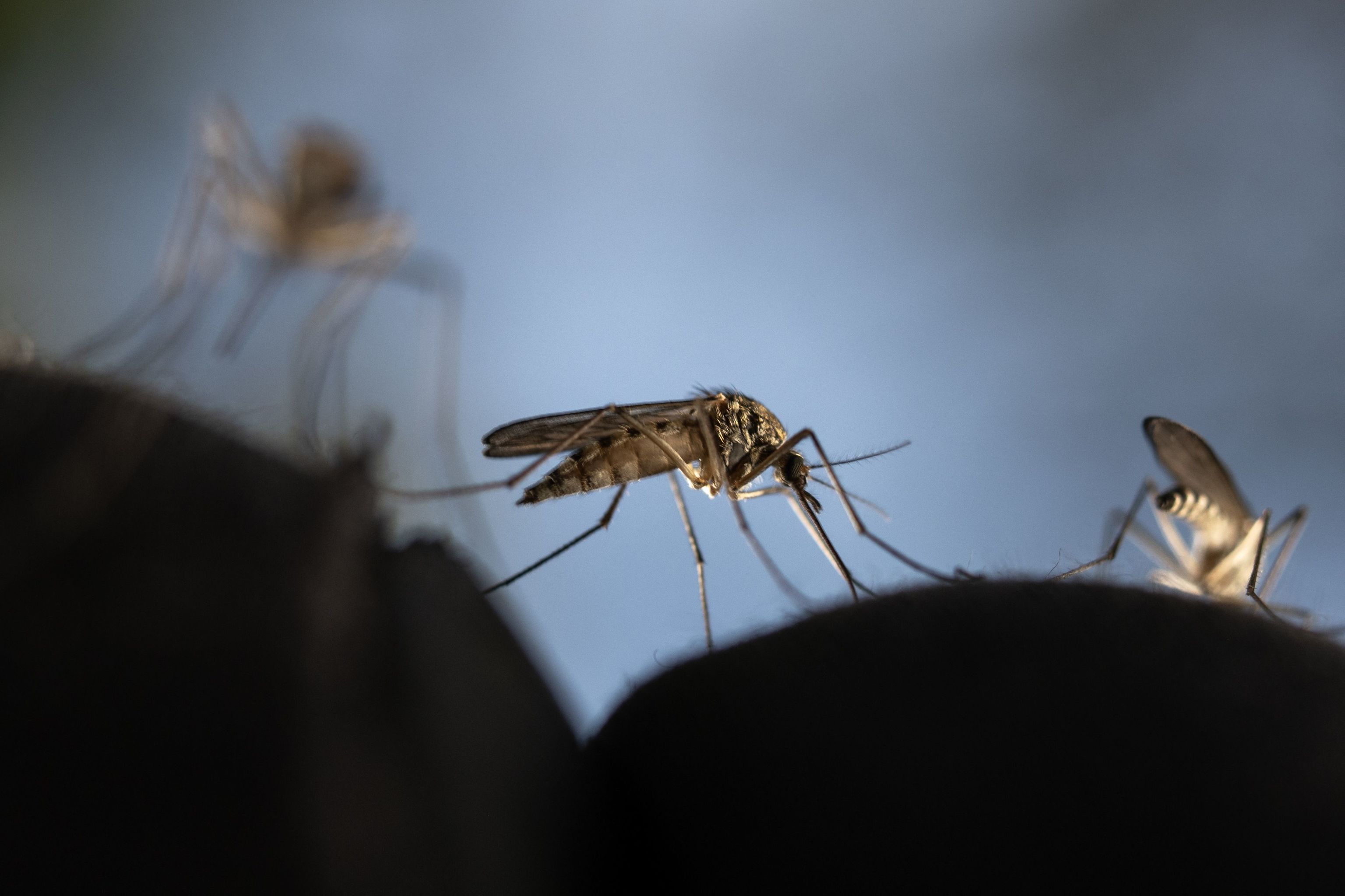 Fotografía de un mosquito picando.