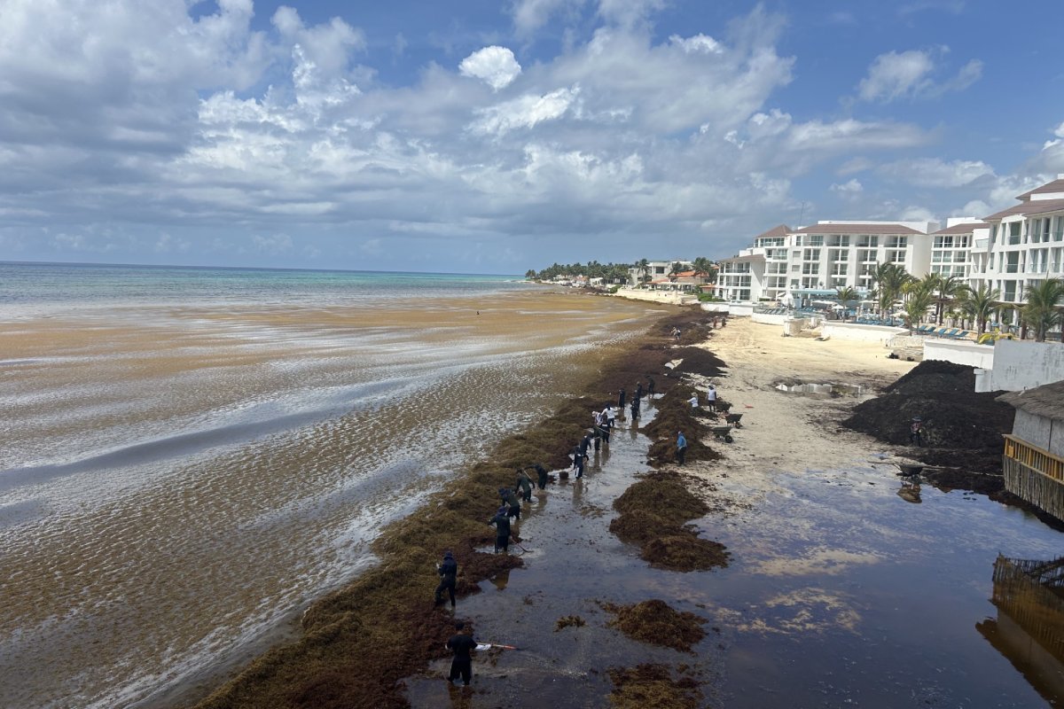 Por el calentamiento y el cambio de corrientes, hay playas  del Caribe repletas de algas conocidas como sargazo.