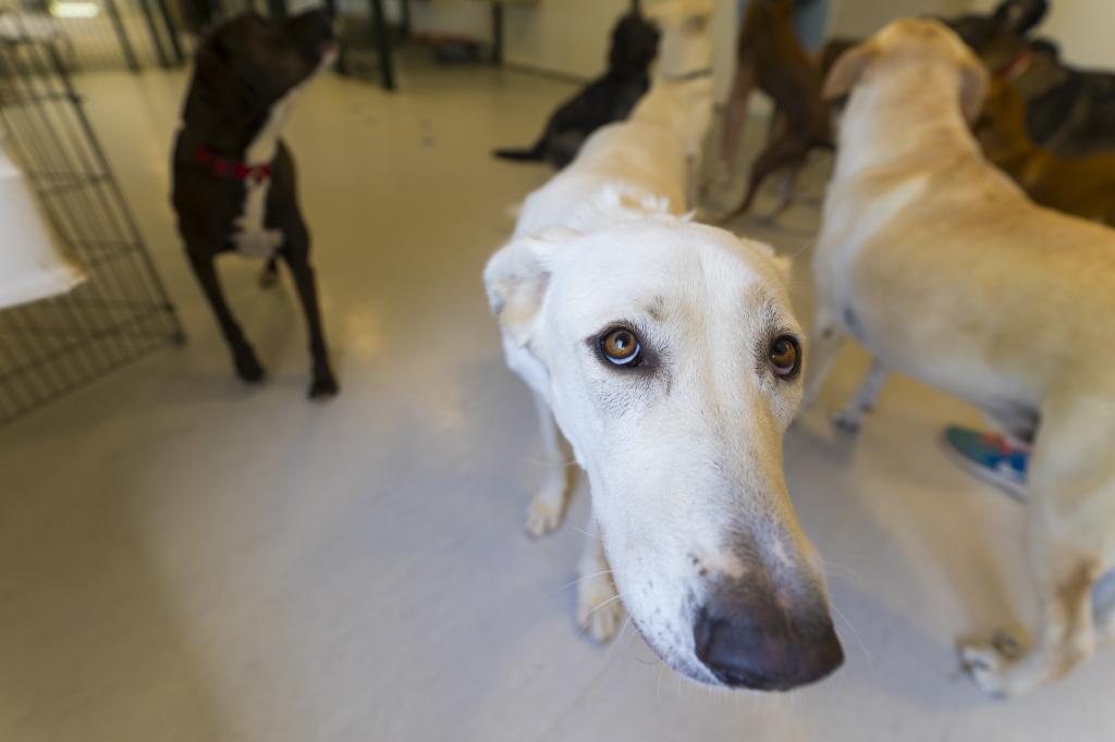 Perros en una residencia para mascotas