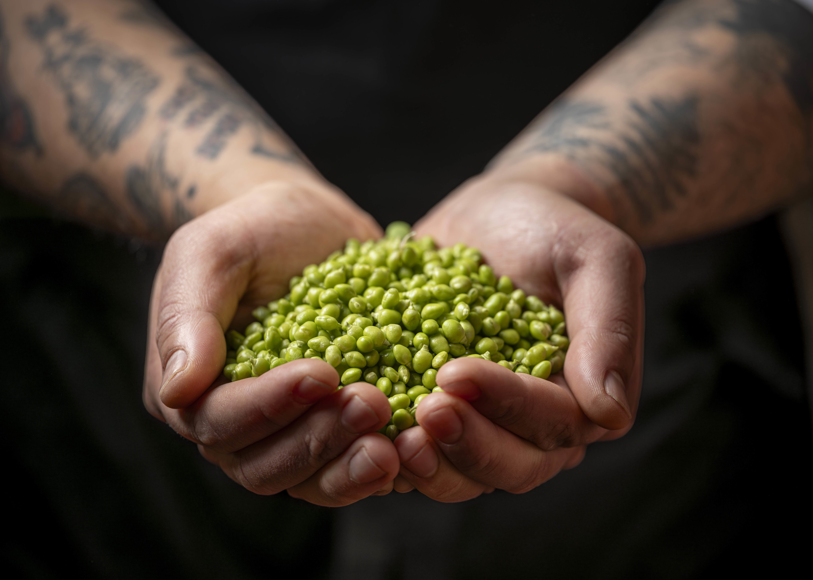 Los guisantes lágrima que acompañan las kokotxas al pil al pil, uno de los platos en el menú degustación de la Sociedad Gastronómica.
