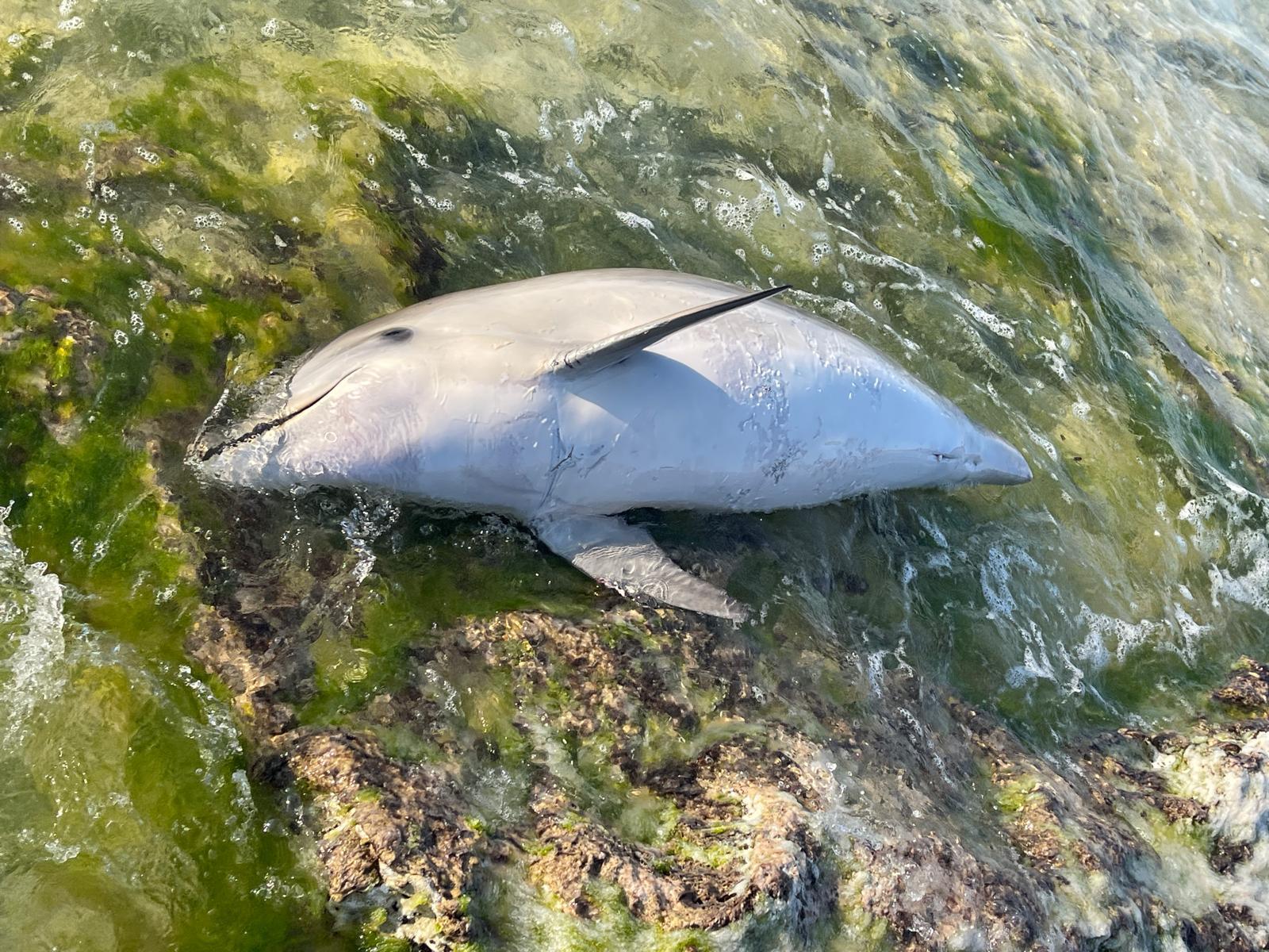 Delfín mular hallado en la costa de Menorca.