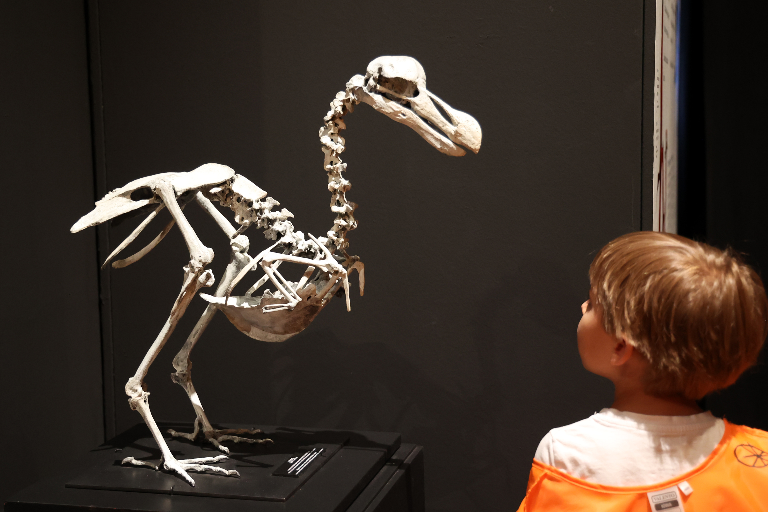 Un participante del campamento del Museo de Ciencias Naturales contempla un esqueleto, en la edici�n del a�o pasado.