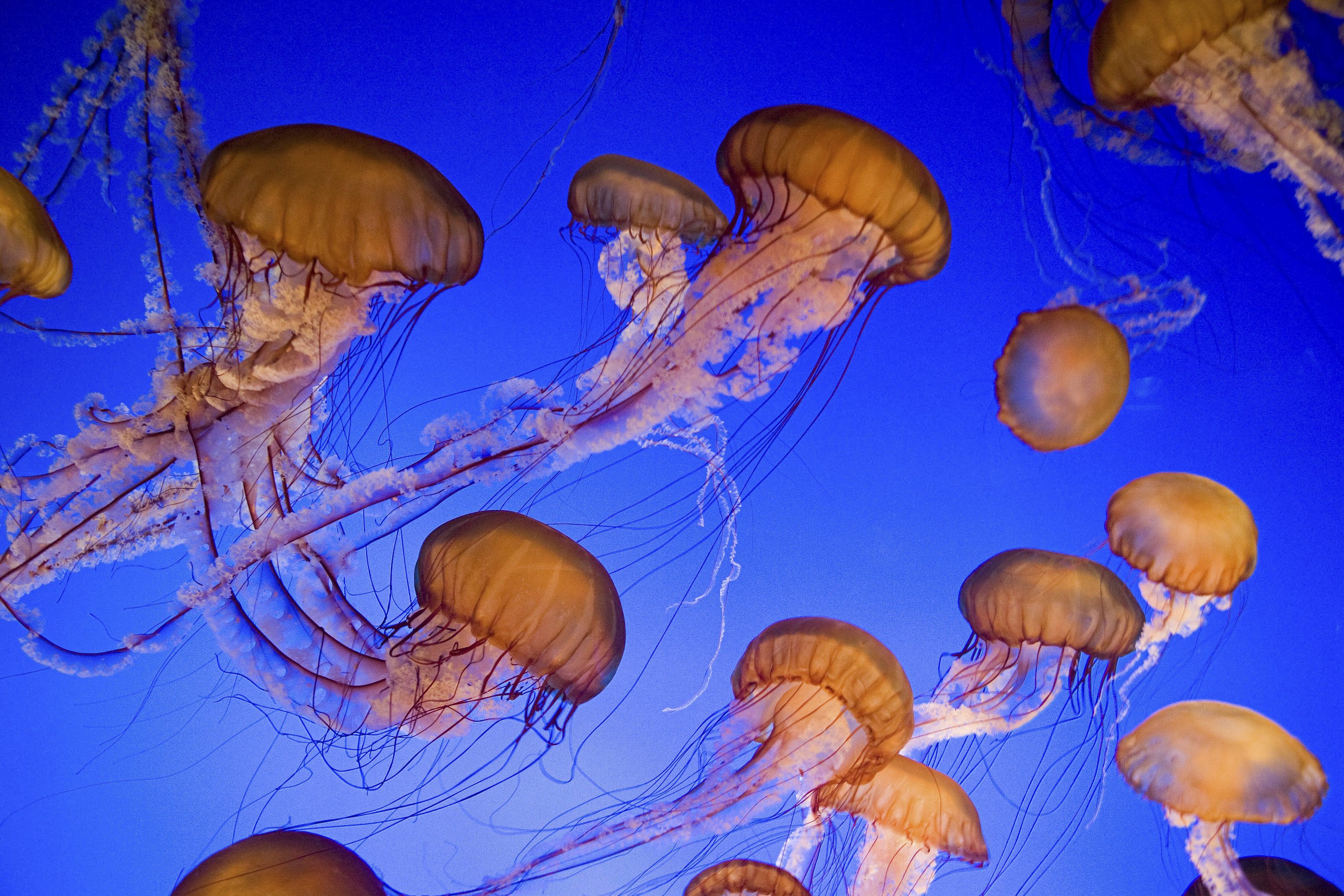 Un banco de medusas.