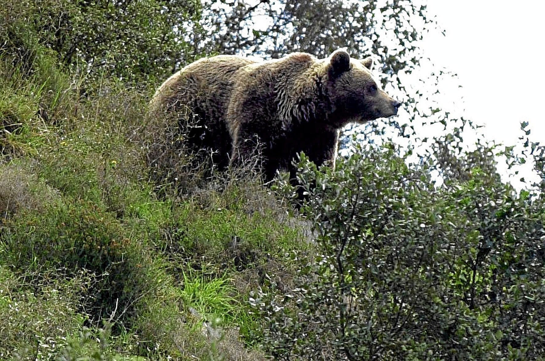 Un oso pardo.