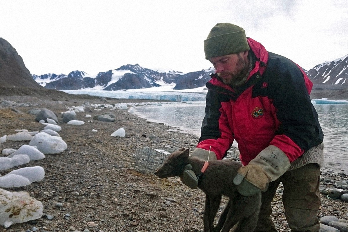 Un investigador coloca a un zorro ártico un collar de seguimiento para rastrear su migración desde Svalbard a Canadá. El ejemplar batió el récord conocido de distancia recorrida en el menor tiempo.