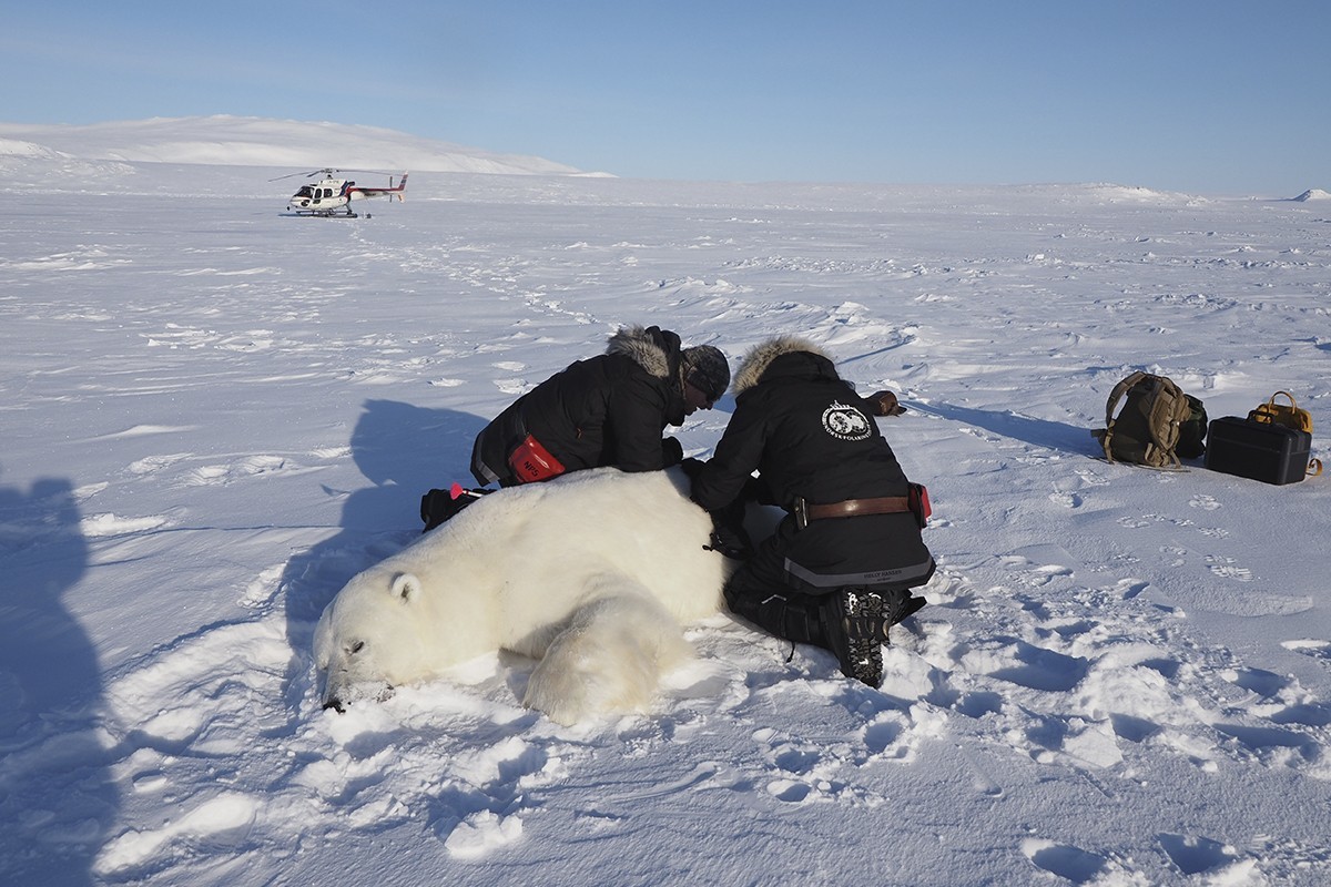 Toma de muestras de un oso polar adormecido en Svalbard.