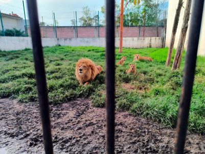 Los leones del rancho en una foto difundida por las autoridades mexicanas.