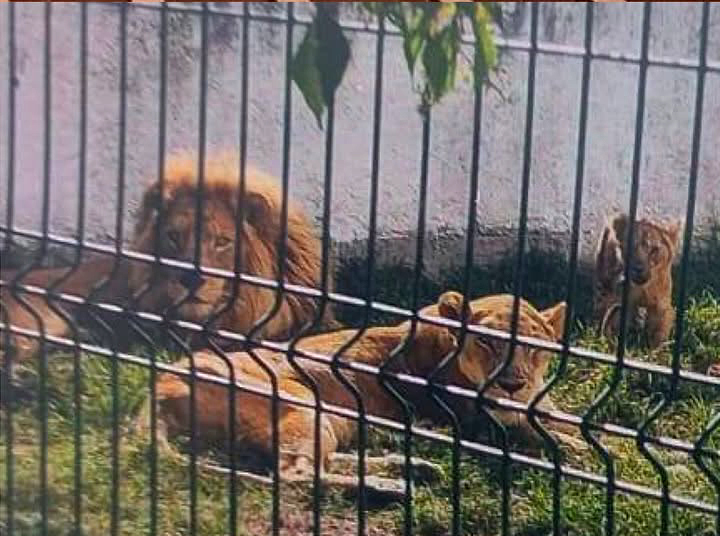 Leones del rancho.