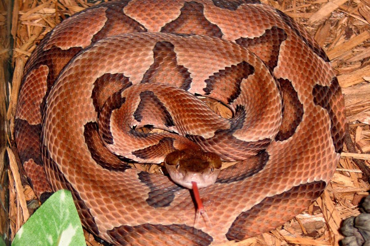 Una serpiente cabeza de cobre.