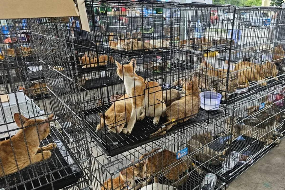 Gatos rescatados en una redada contra una red que comercializaba su carne en Vietnam.