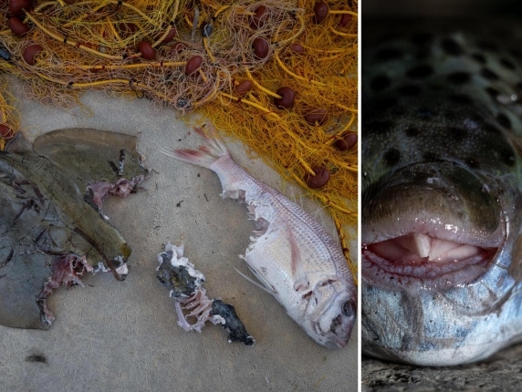 Varios animales marinos devorados por peces globo.