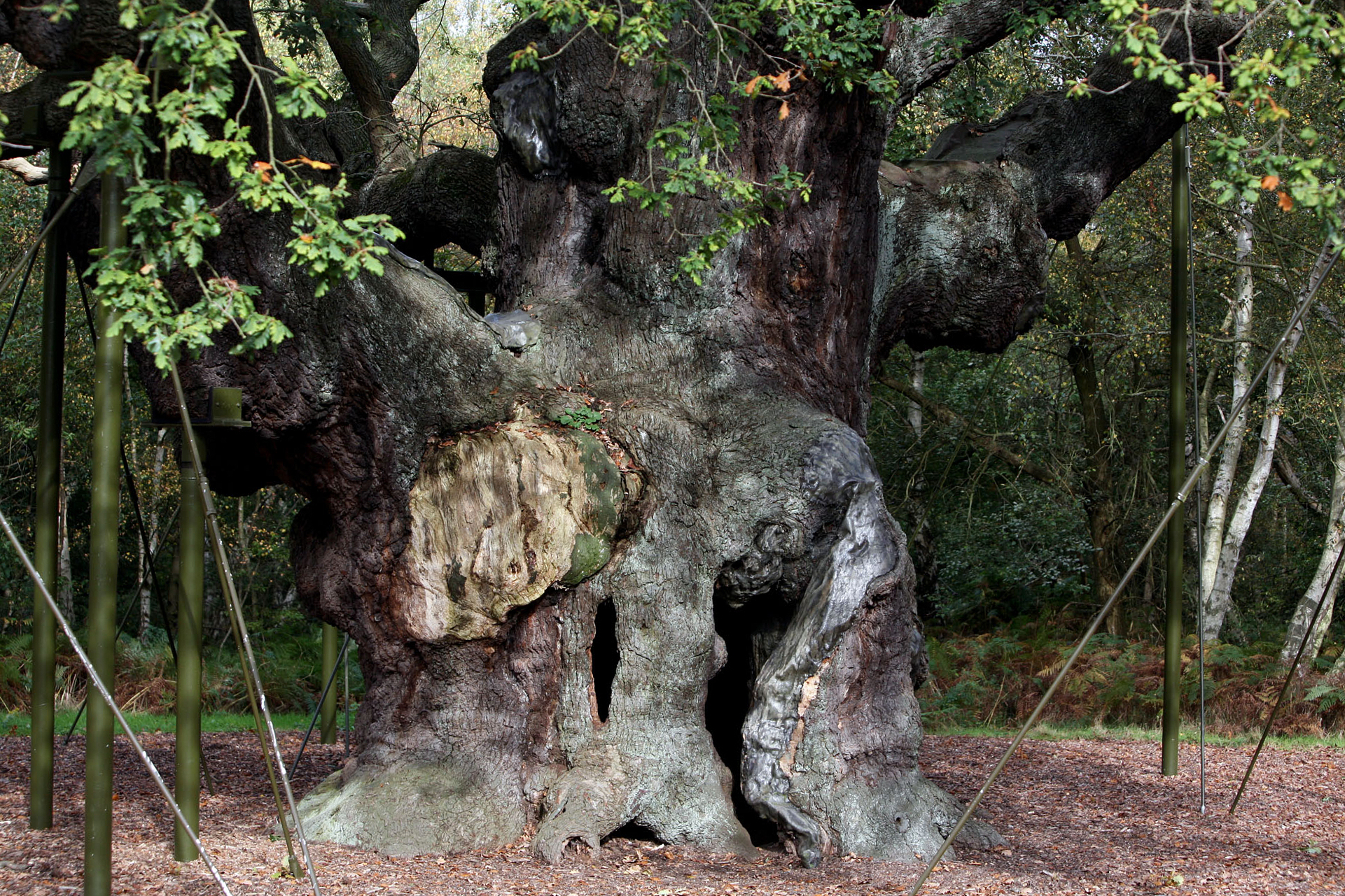 El Roble Mayor (major Oak) del bosque de Sherwood.