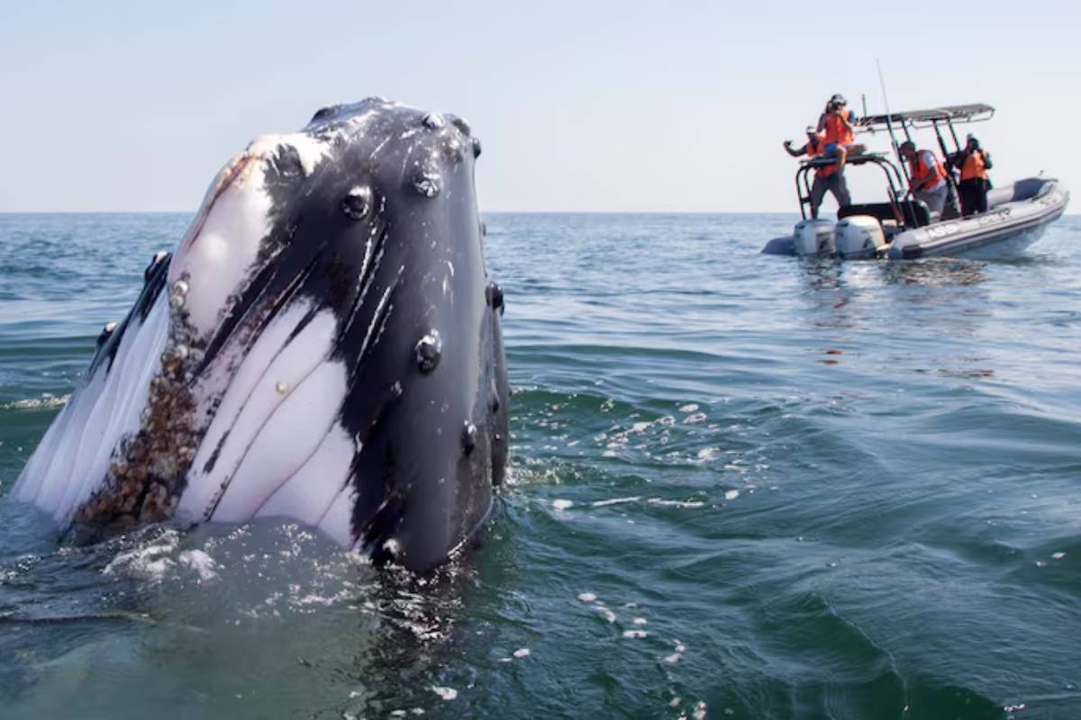 Cioentíficos observan a un ejemplar de ballena jorabada en el mar Arábigo.
