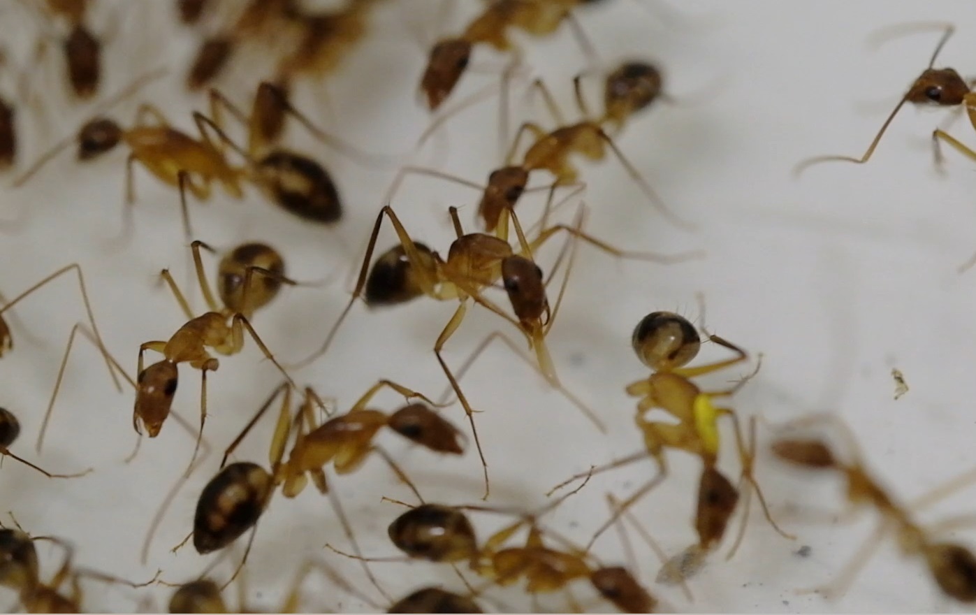Hormigas.