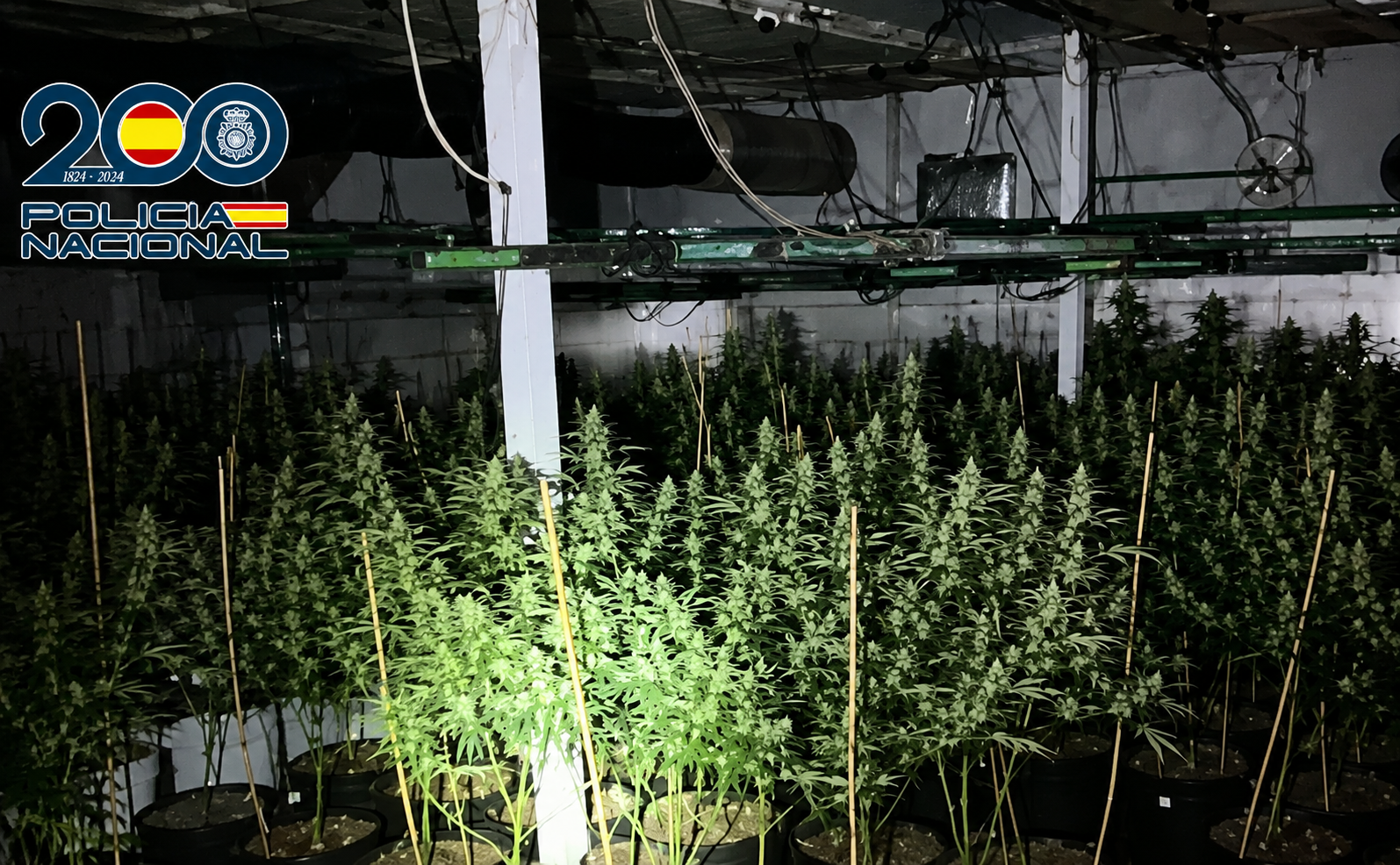 La plantación descubierta por los agentes.