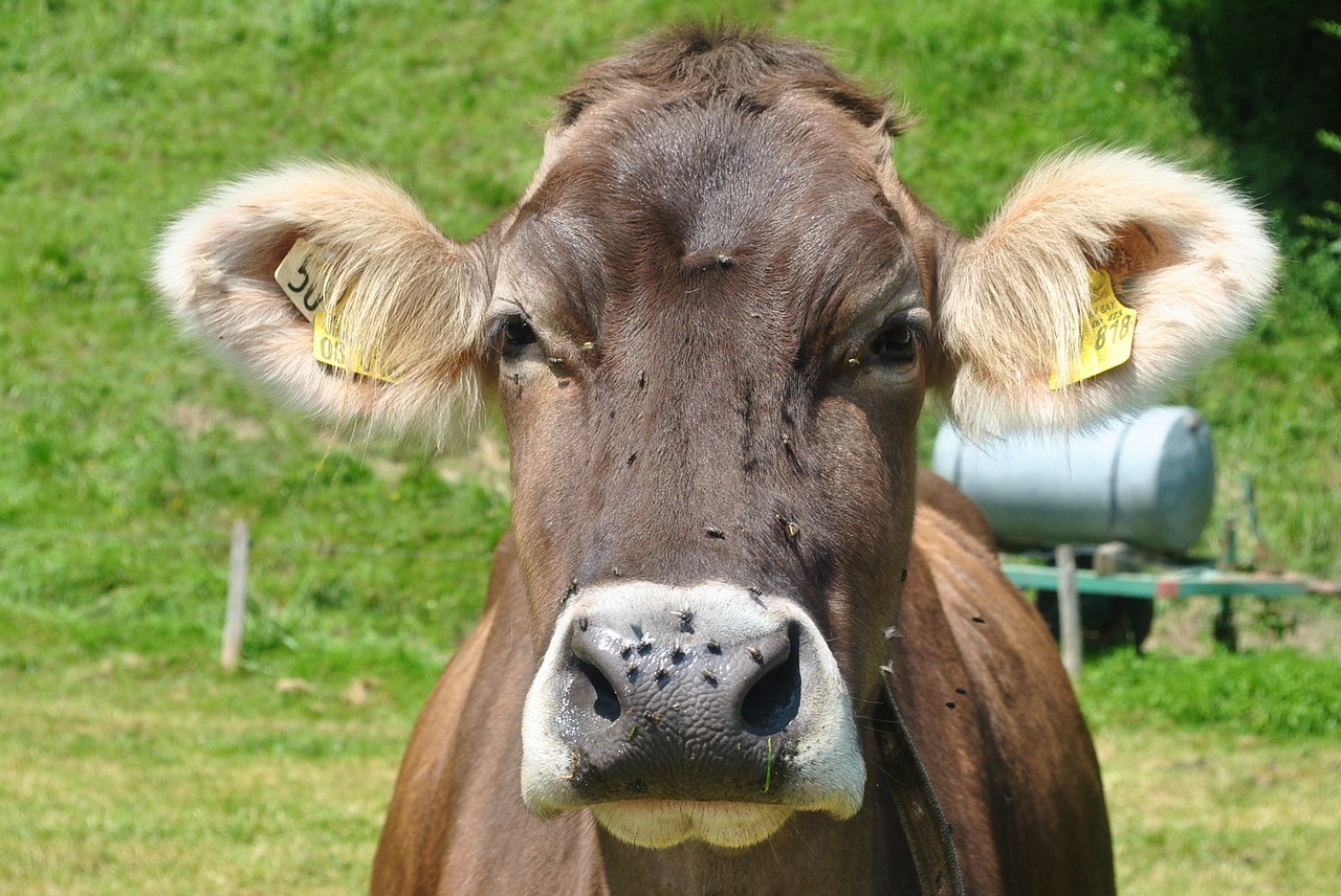 Desde Estados Unidos, que debe castrar 600 millones de moscas po semana para salvar a sus vacas, hasta las tierras raras: ¿son raras de verdad? ¿O solo chinas?