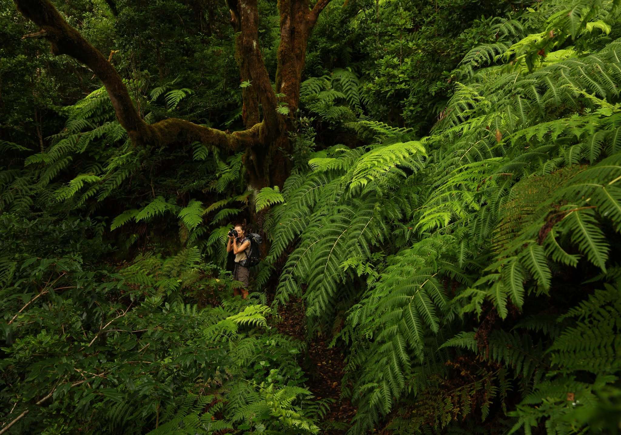 Bosque de laurisilva en el Parque Rural de Anaga.