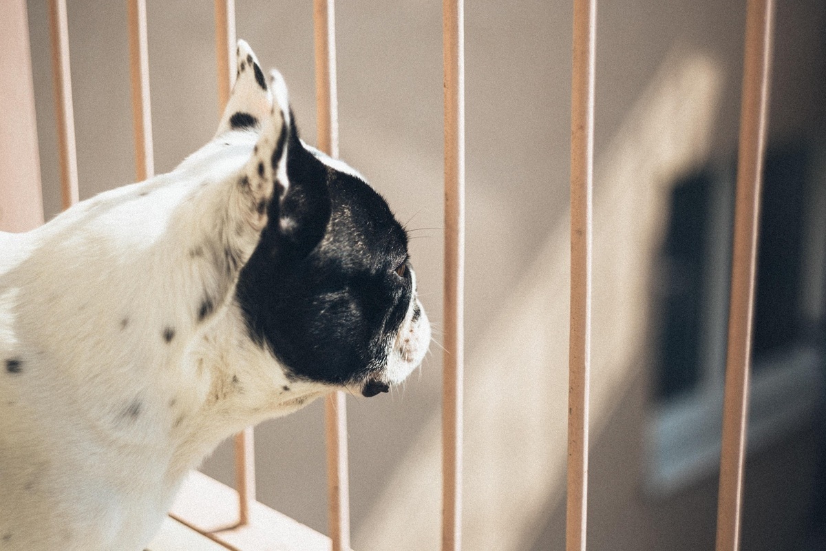 Entró en vigor la ley que prohíbe mantener perros y gatos de forma habitual en balcones, sótanos, terrazas y patios