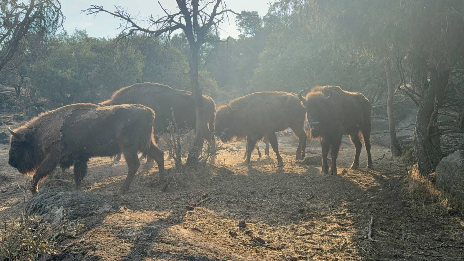 Los bisontes, este fin de semana, en su reserva.