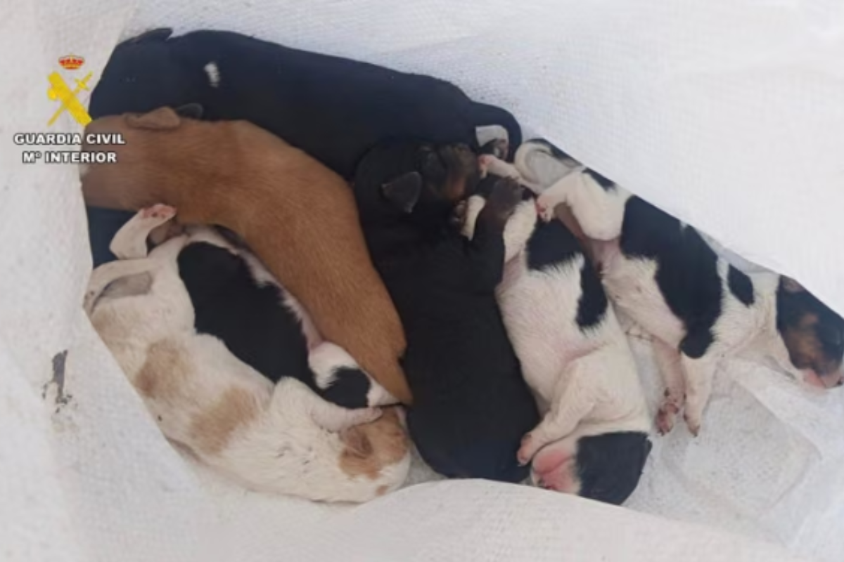 Los siete cachorros de perro en la provincias