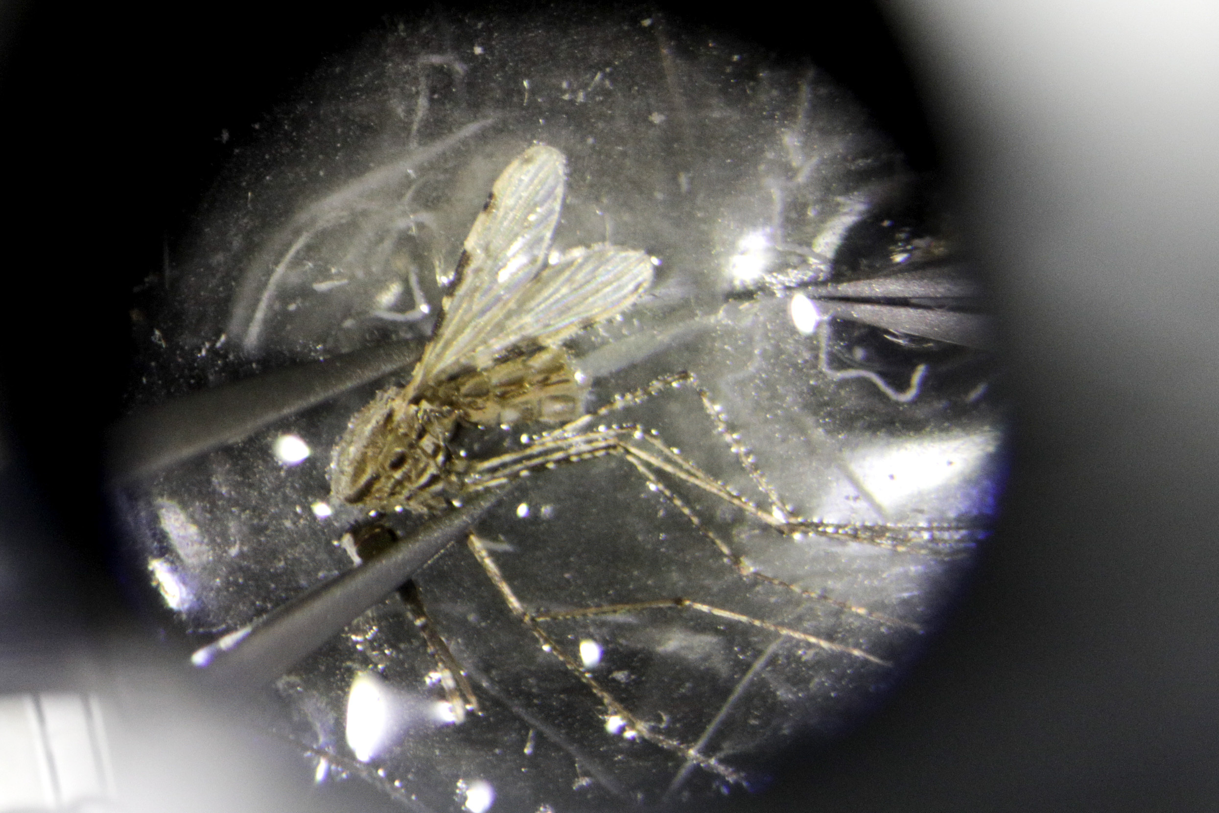 Una muestra del mosquito que transmite la malaria visto al microscopio en detalle.