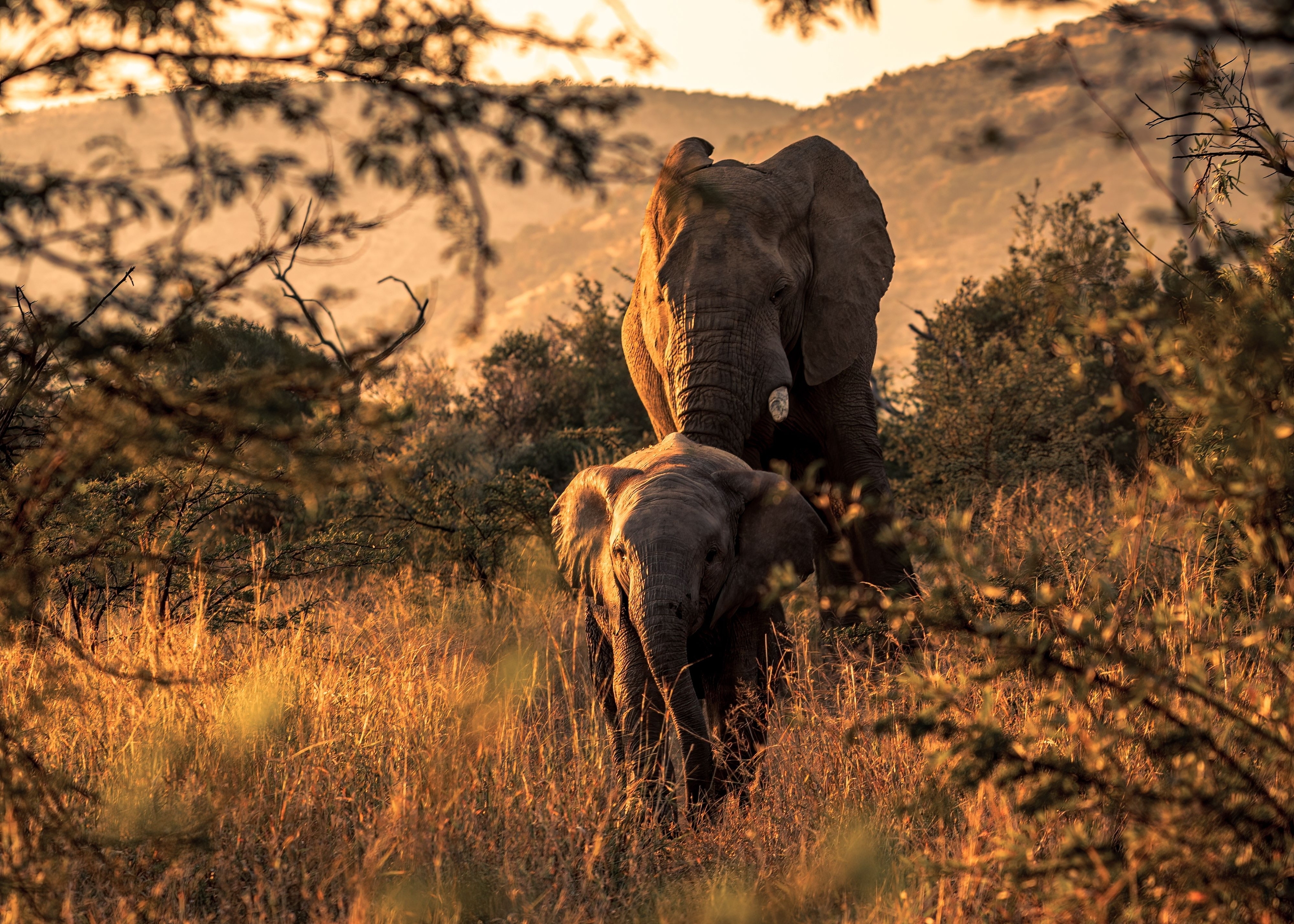 Elefantes en el Parque Nacional de Pilanesberg.