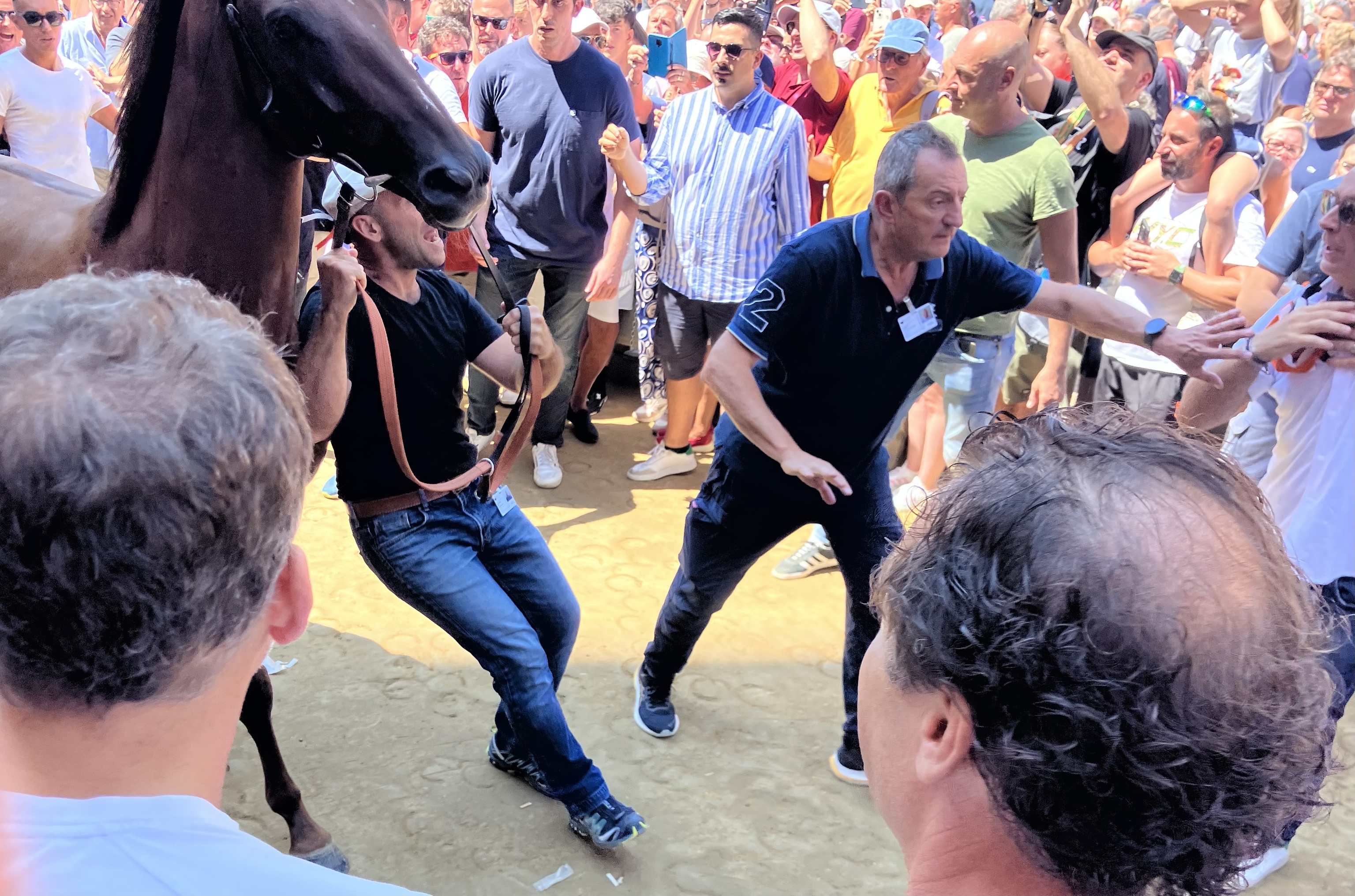 Diodoro, el caballo favorito que ganó el último Palio, tras ser asignado a la contrada de la Loba el pasado jueves