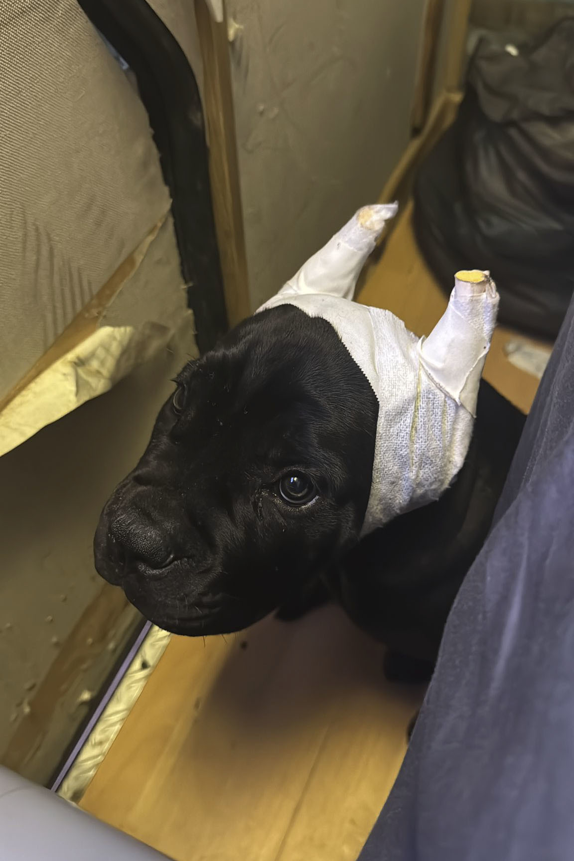 Uno de los perros sometido a intervenciones ilegales.