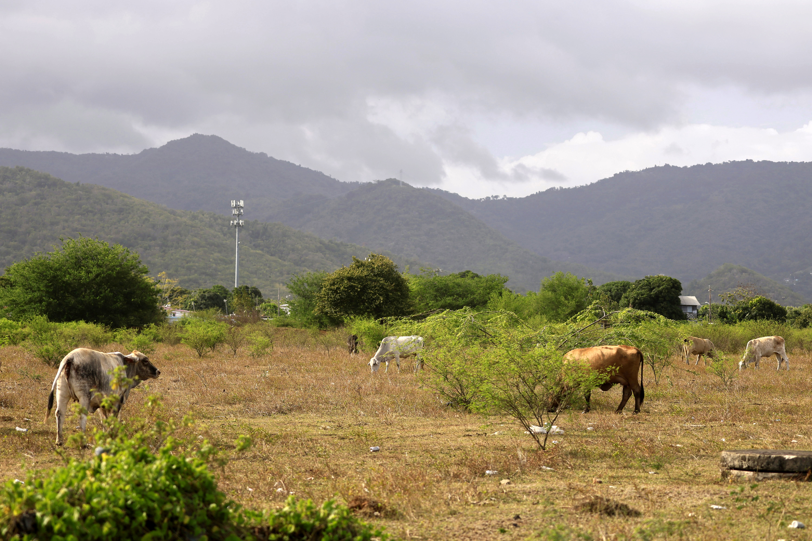Vacas pastando en una finca ante la escasez de recursos hídricos que acorrala a gran parte de  la isla de Puerto Rico.