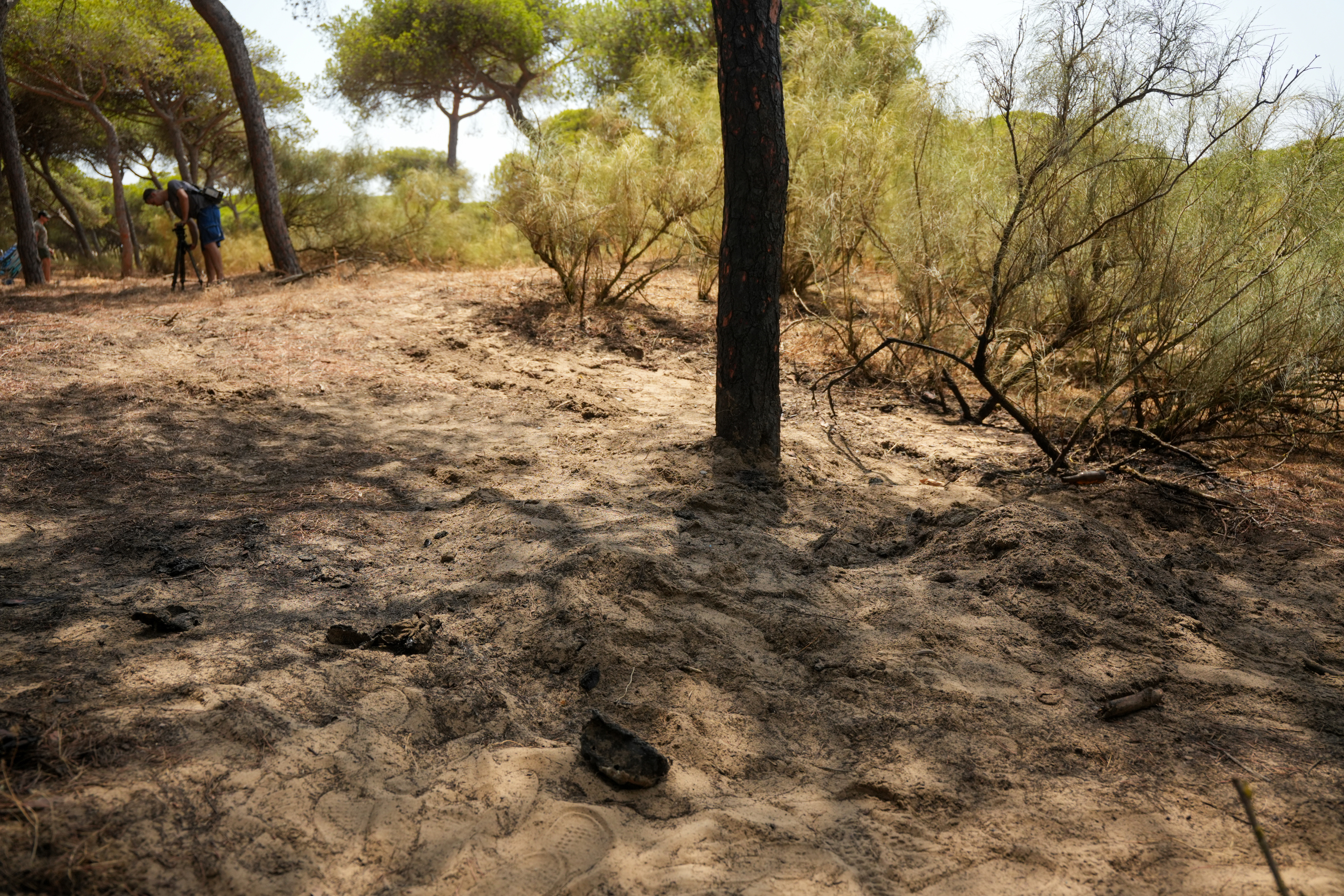 Los pinares de Isla Cristina en los que fue hallada la moto en la que huyeron los asesinos.