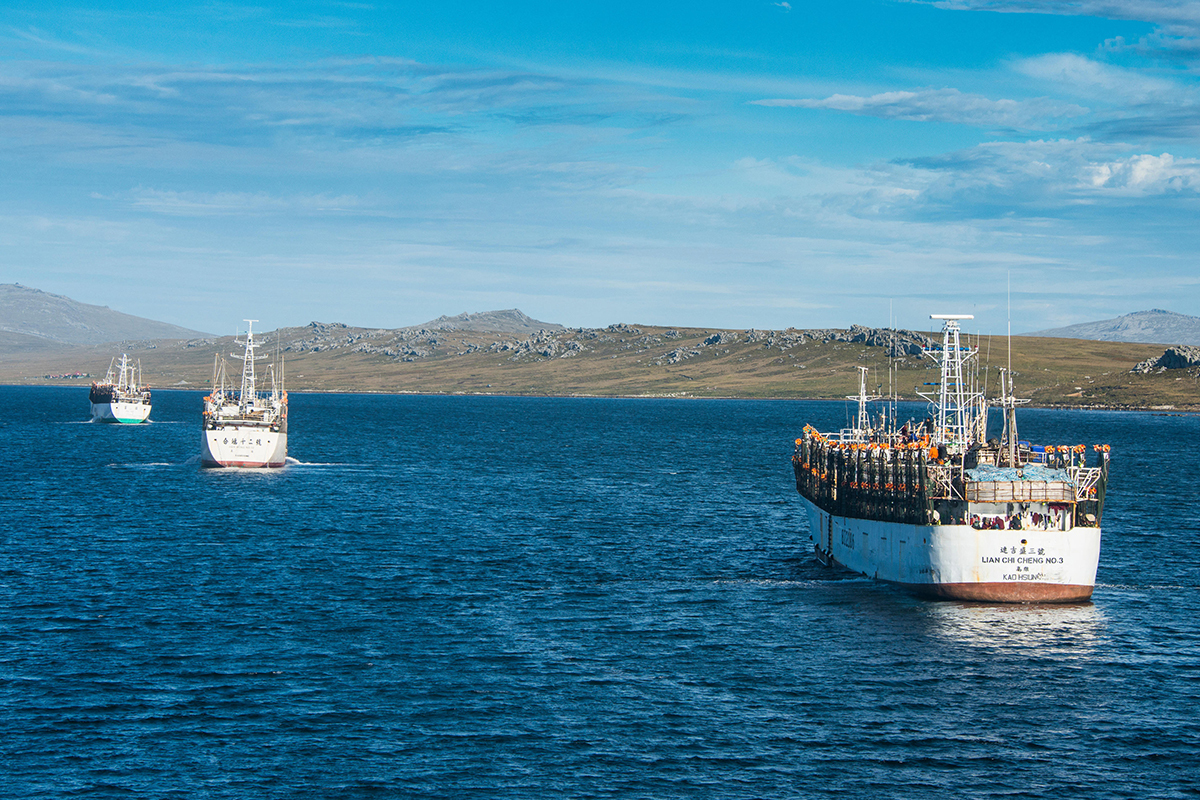 En aguas de las islas Malvinas trabajan decenas de barcos, muchos de ellos chinos que pescan distintas especies.