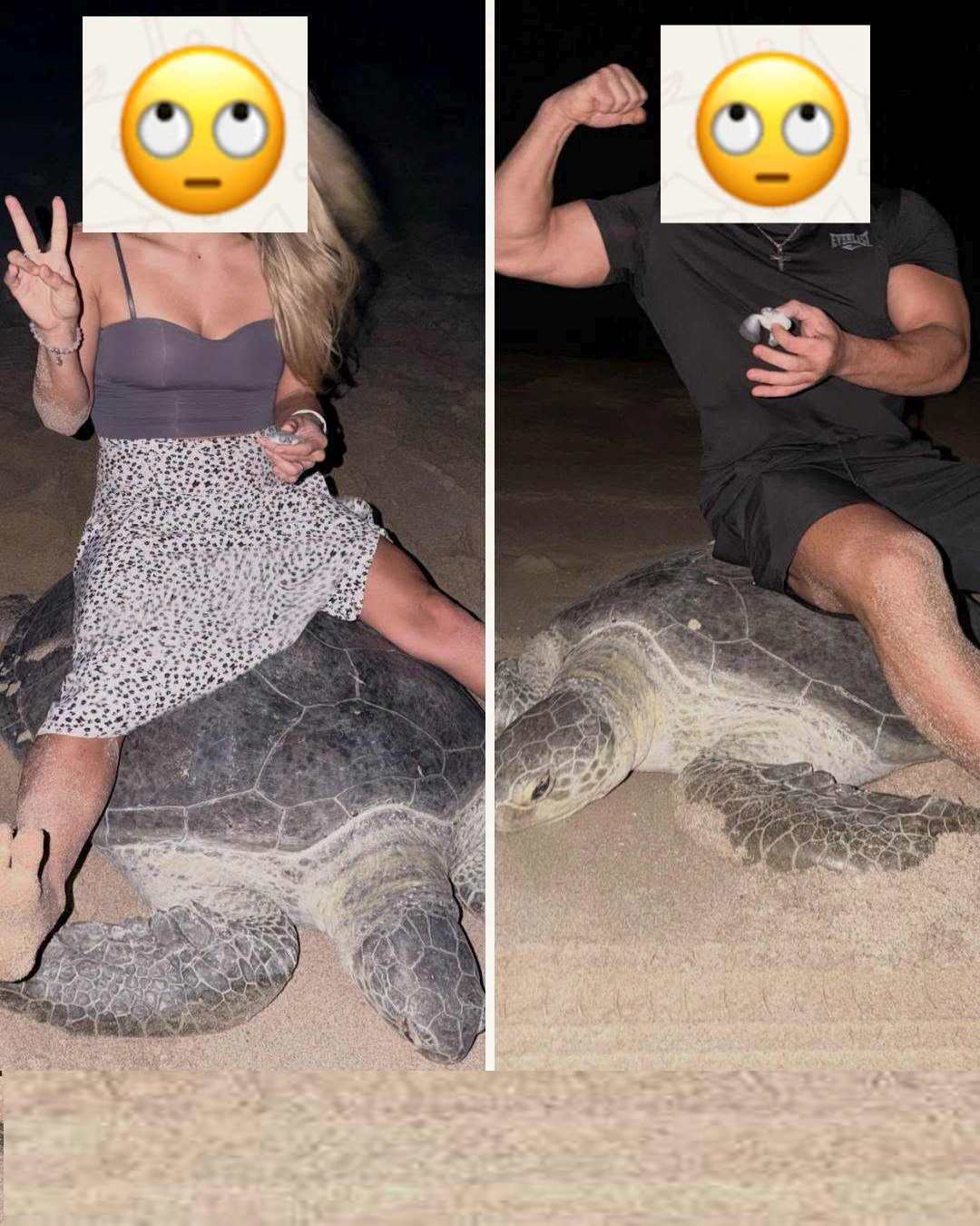 La reacción viral a las fotos de dos turistas en Omán cabalgando dos tortugas marinas con sus crías en la mano