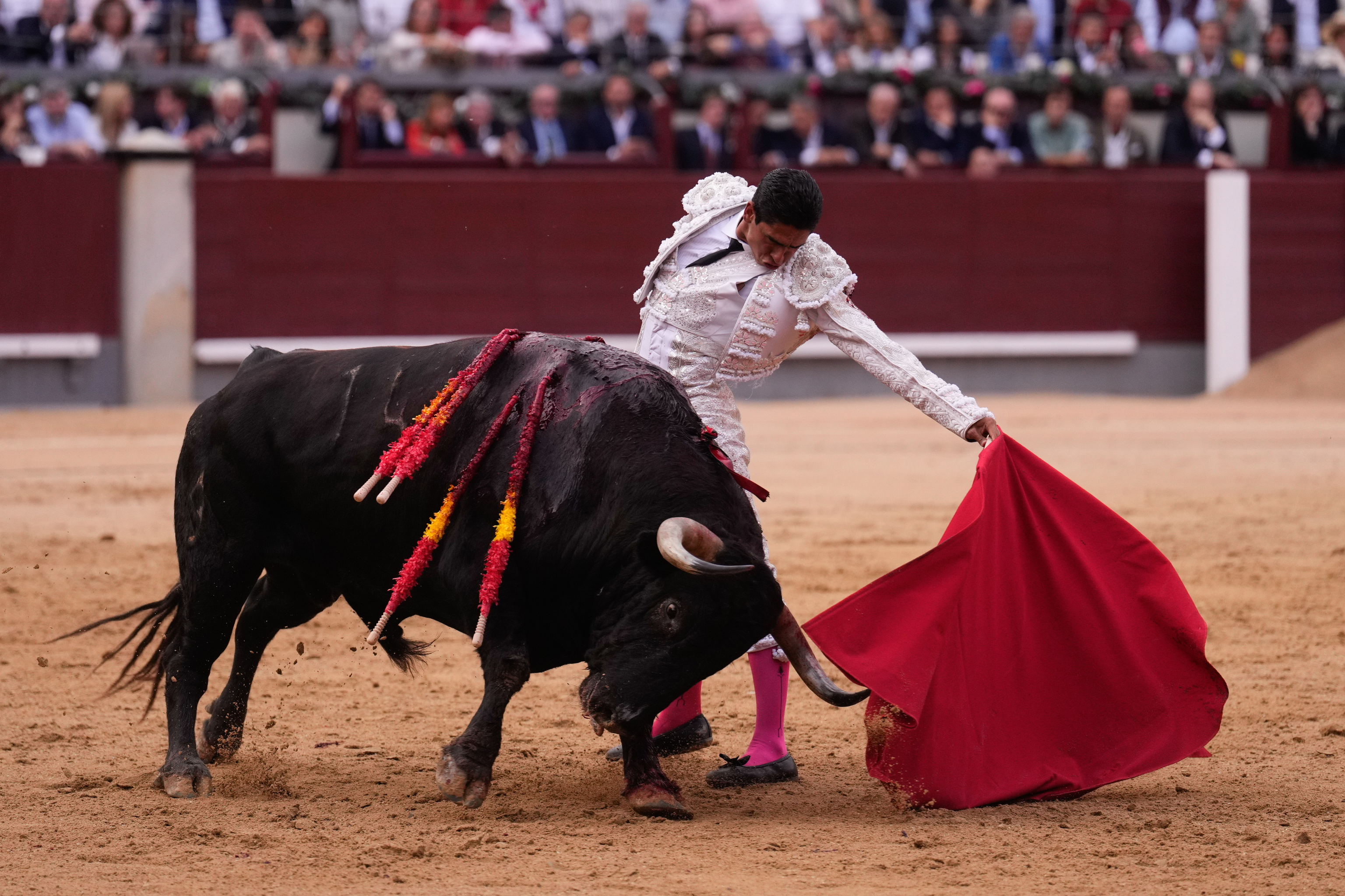 Buen natural de Héctor Gutiérrez con el notable Lamparito de Cuvillo