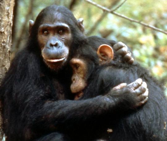 Animales empáticos | Yo, mono | Blogs | elmundo.es