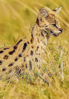 Las criaturas secretas de África