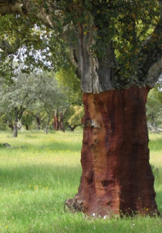 Imagen de El bosque protector